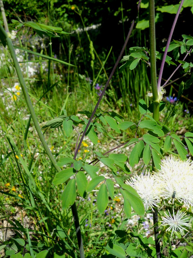 Thalictrum aquilegifolium